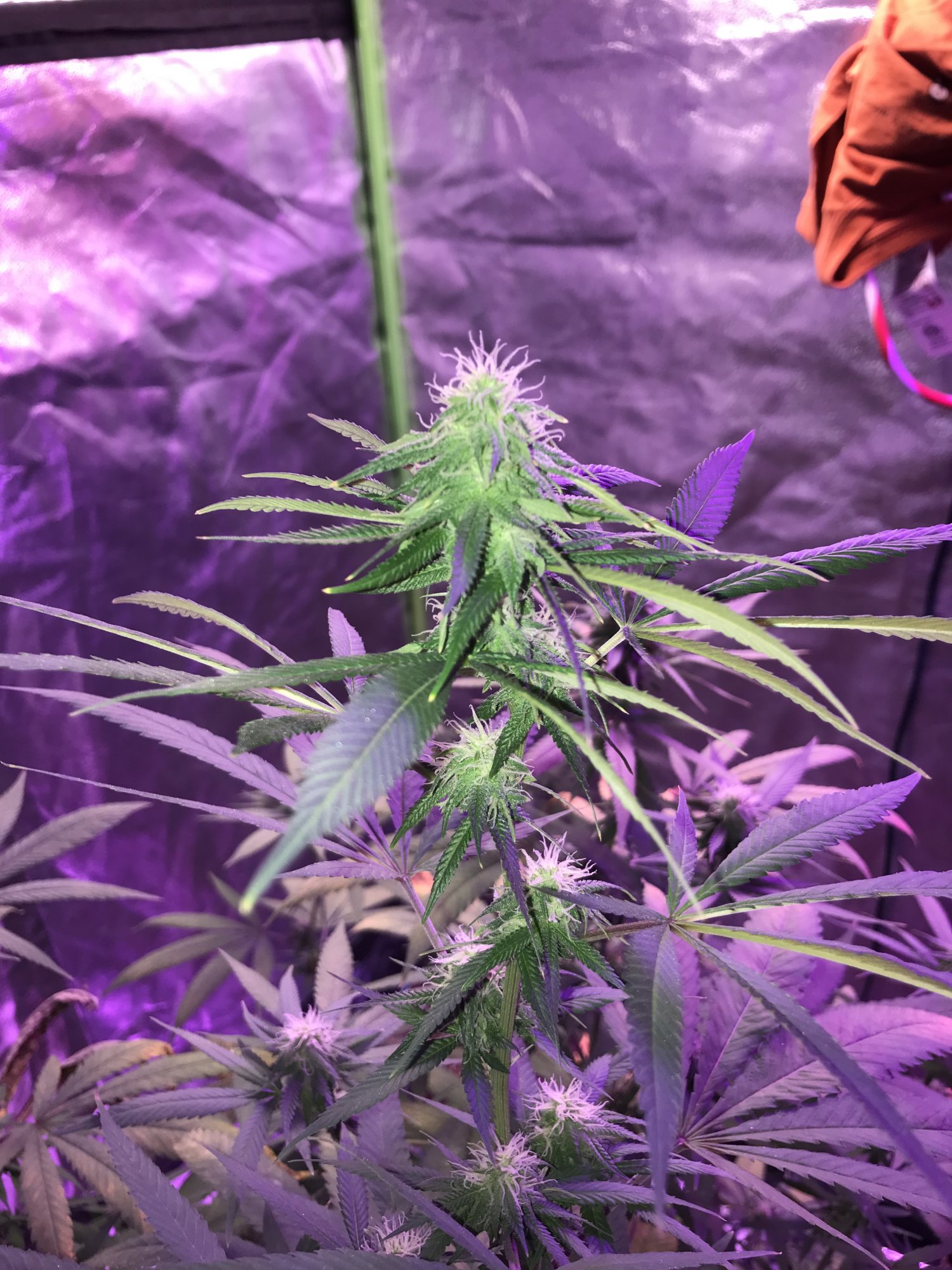 Nutrient burn or heat stress not sure what to do 10
