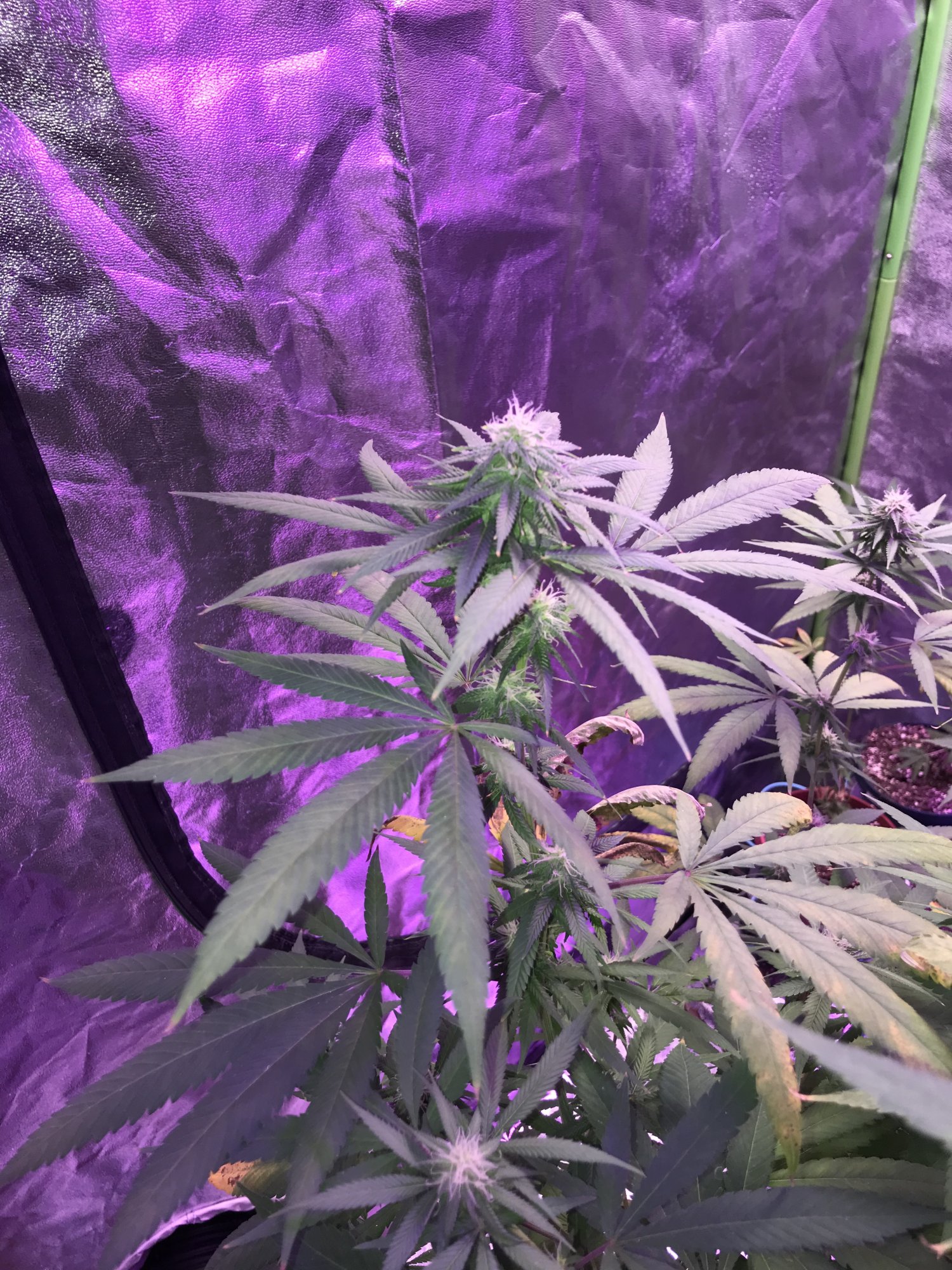 Nutrient burn or heat stress not sure what to do 11