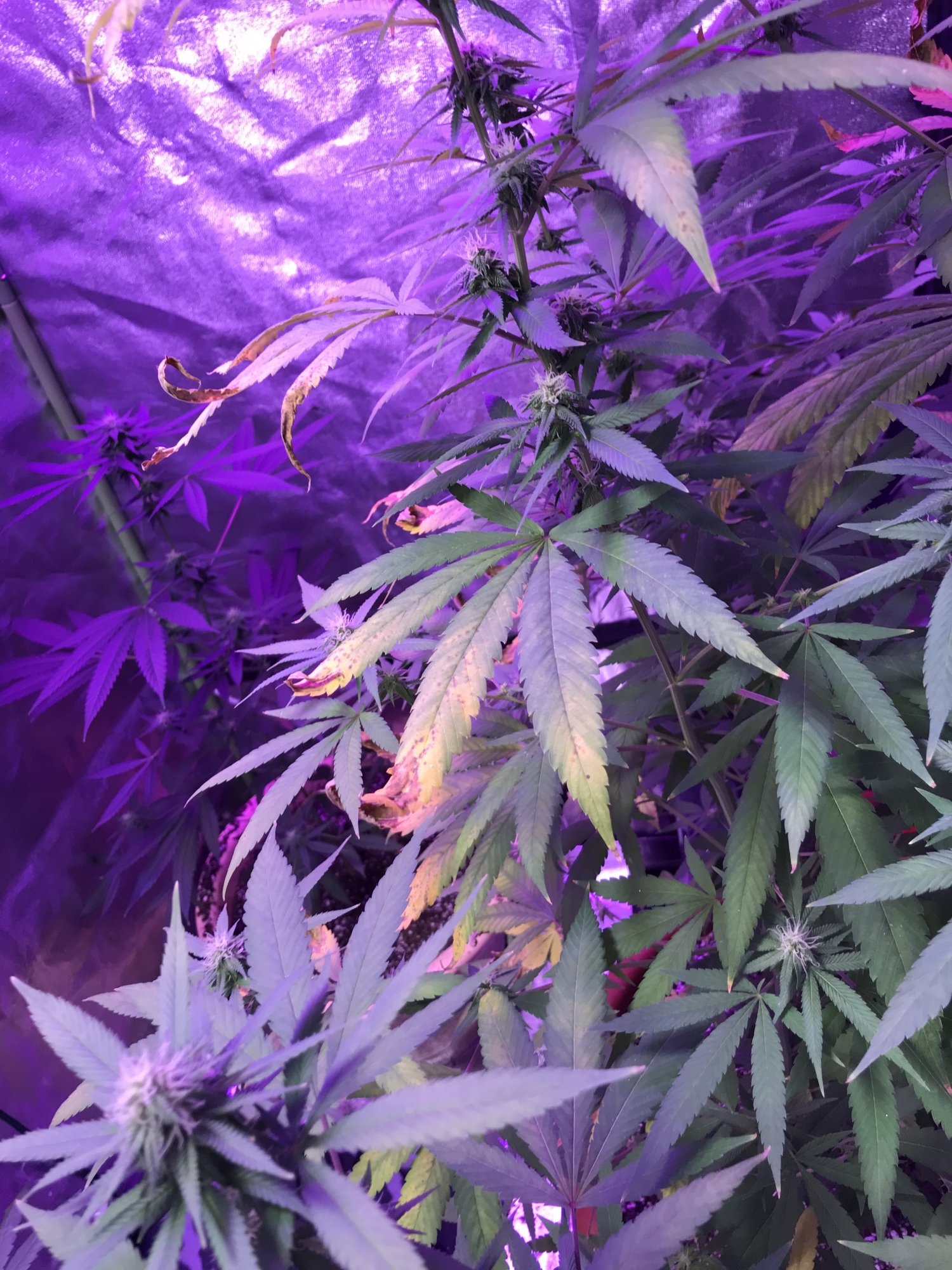 Nutrient burn or heat stress not sure what to do 6