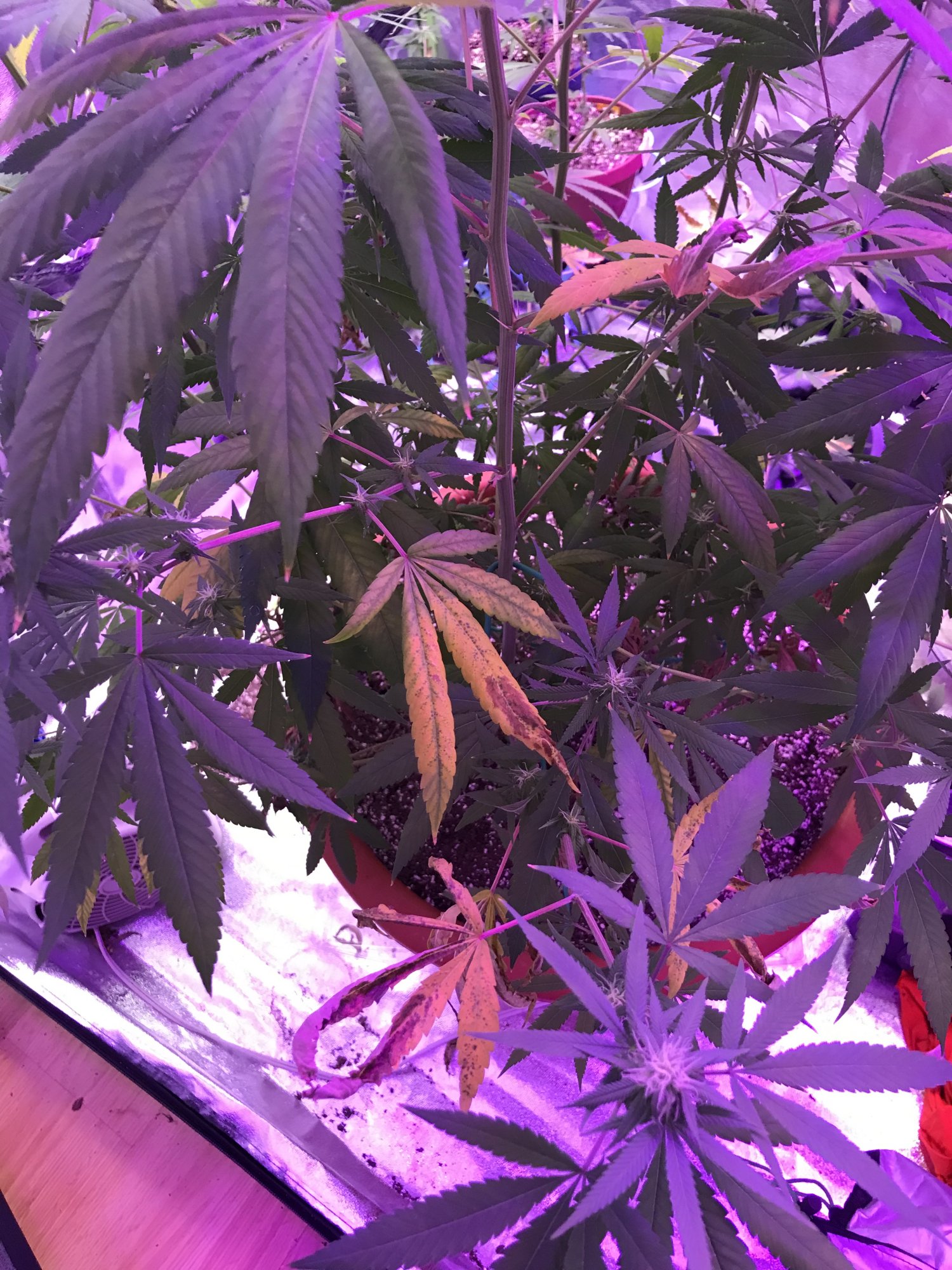 Nutrient burn or heat stress not sure what to do 7