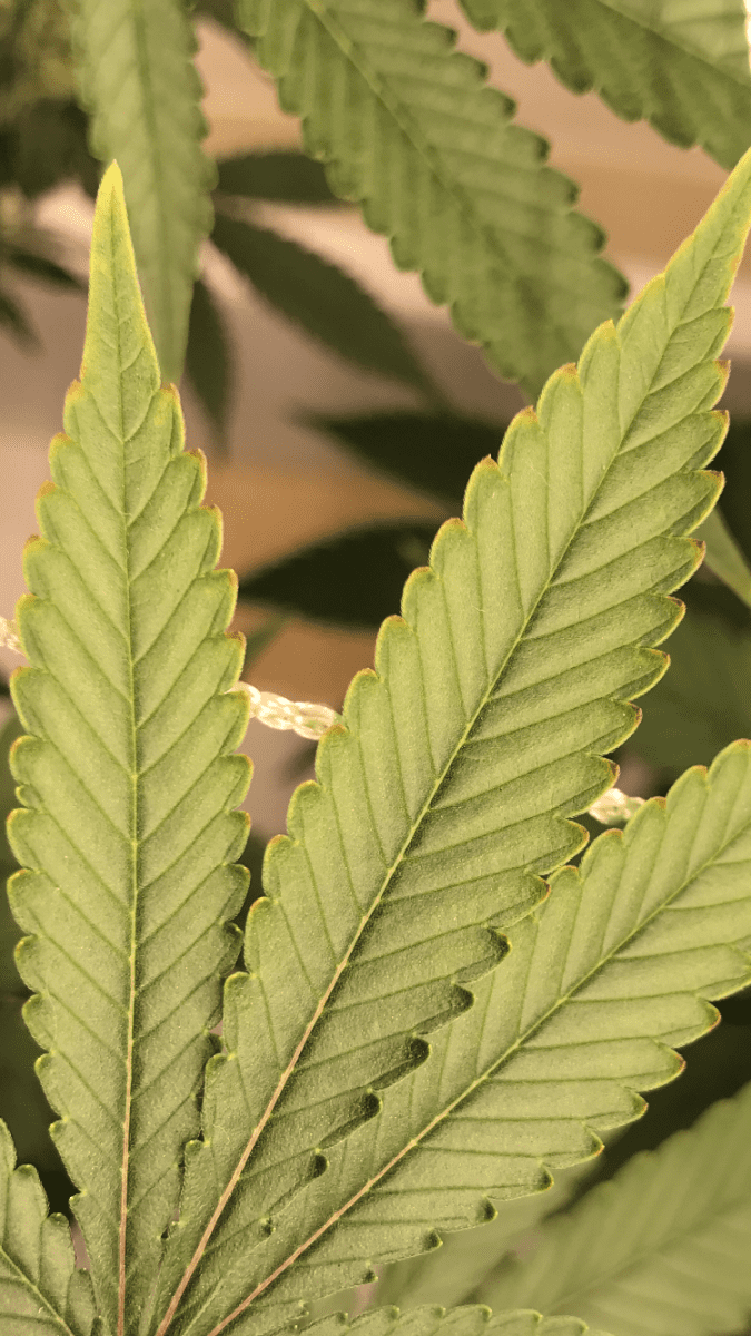 Nutrient burn or light stress 3