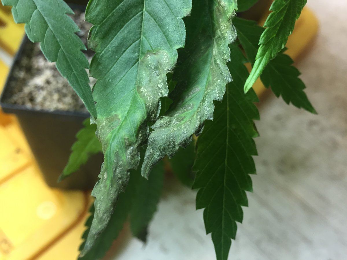 Nutrient burn question  w pictures  help thank you