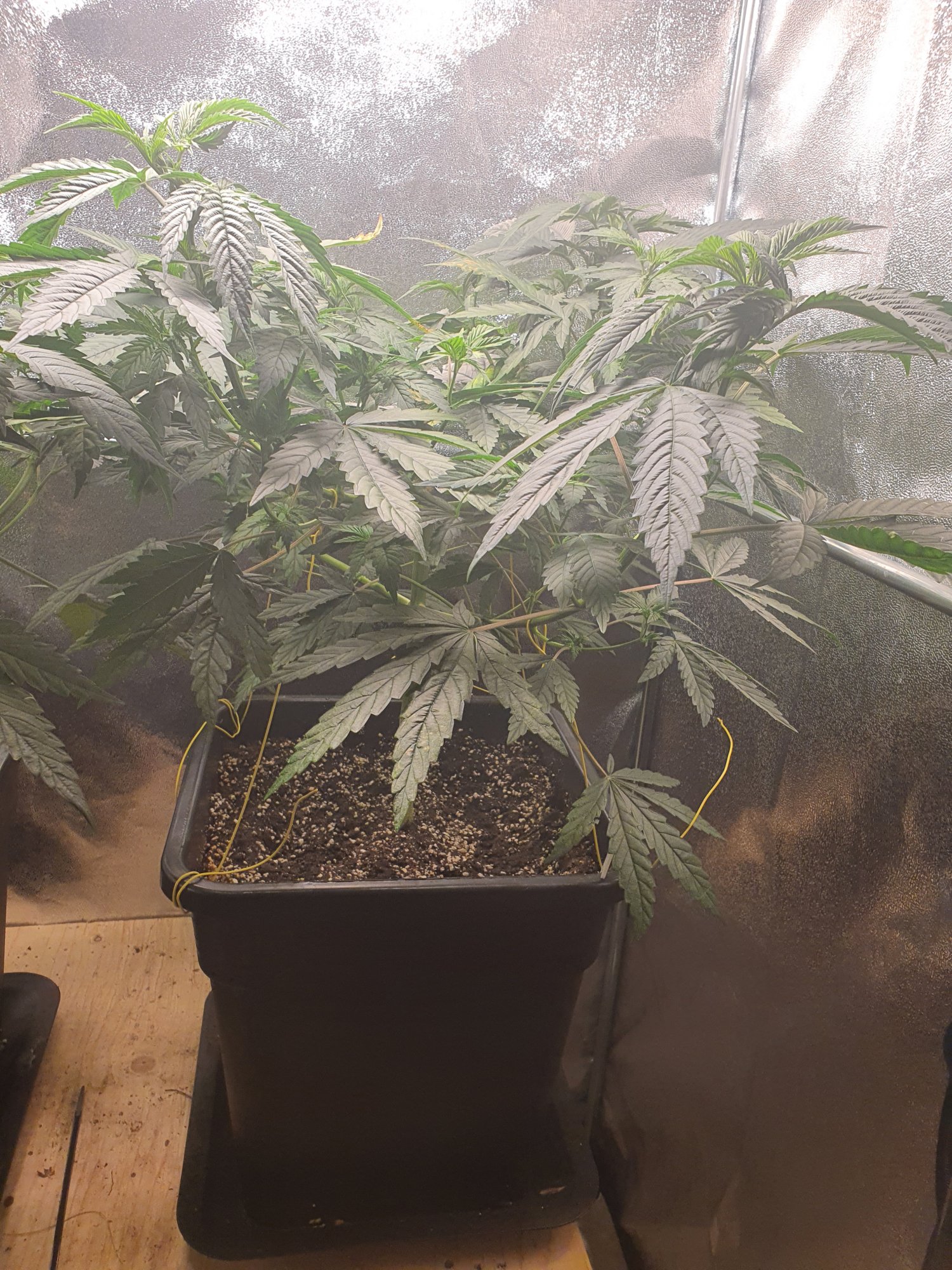 Nutrient deficiency king tut and gg4 only tut has problems