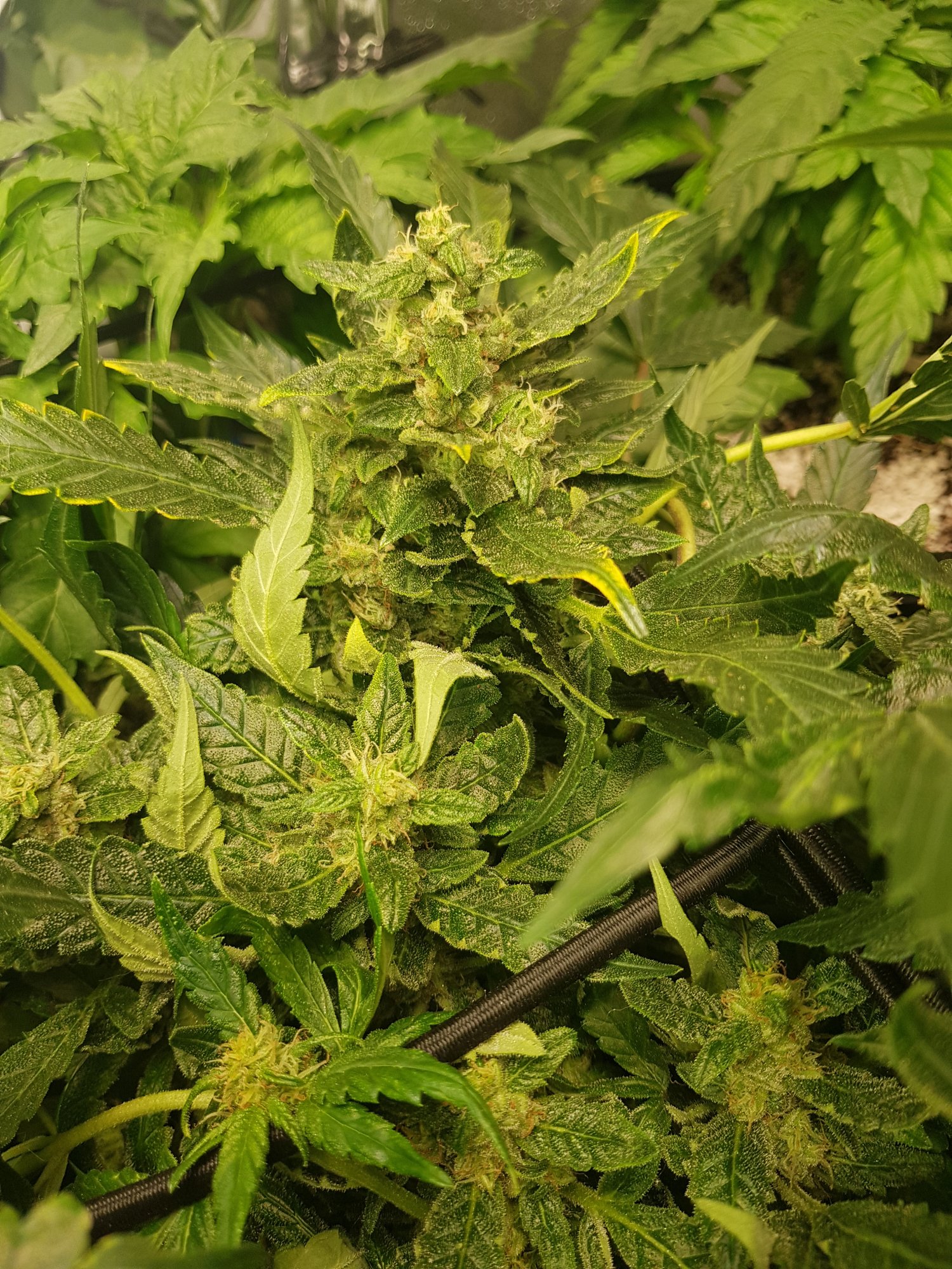 Nutrient deficiency or light stress
