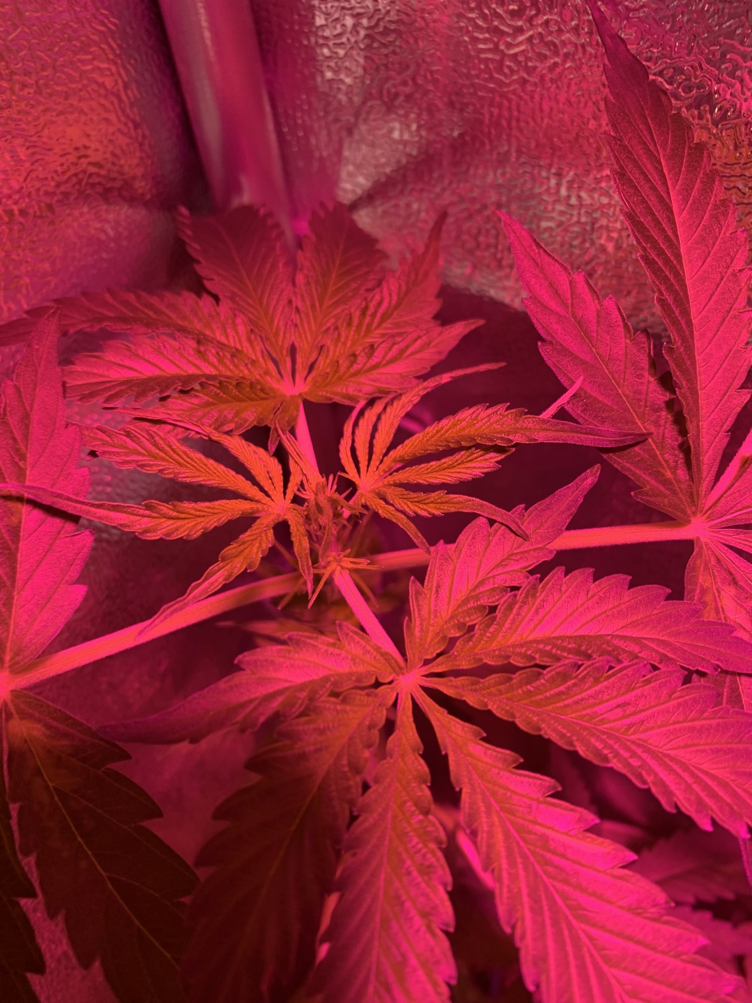 Nutrient deficiency or ph issues 4