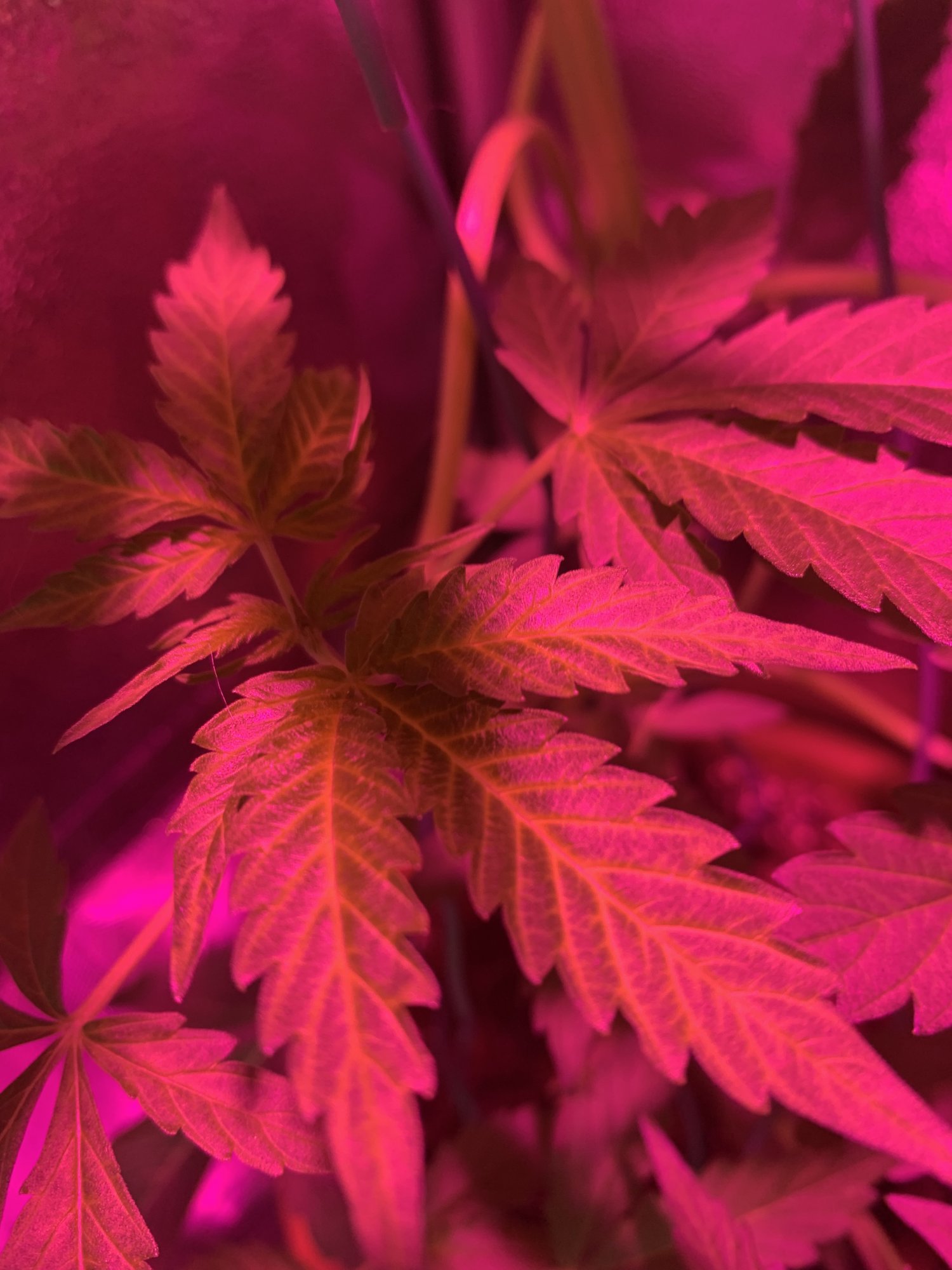 Nutrient deficiency or ph issues
