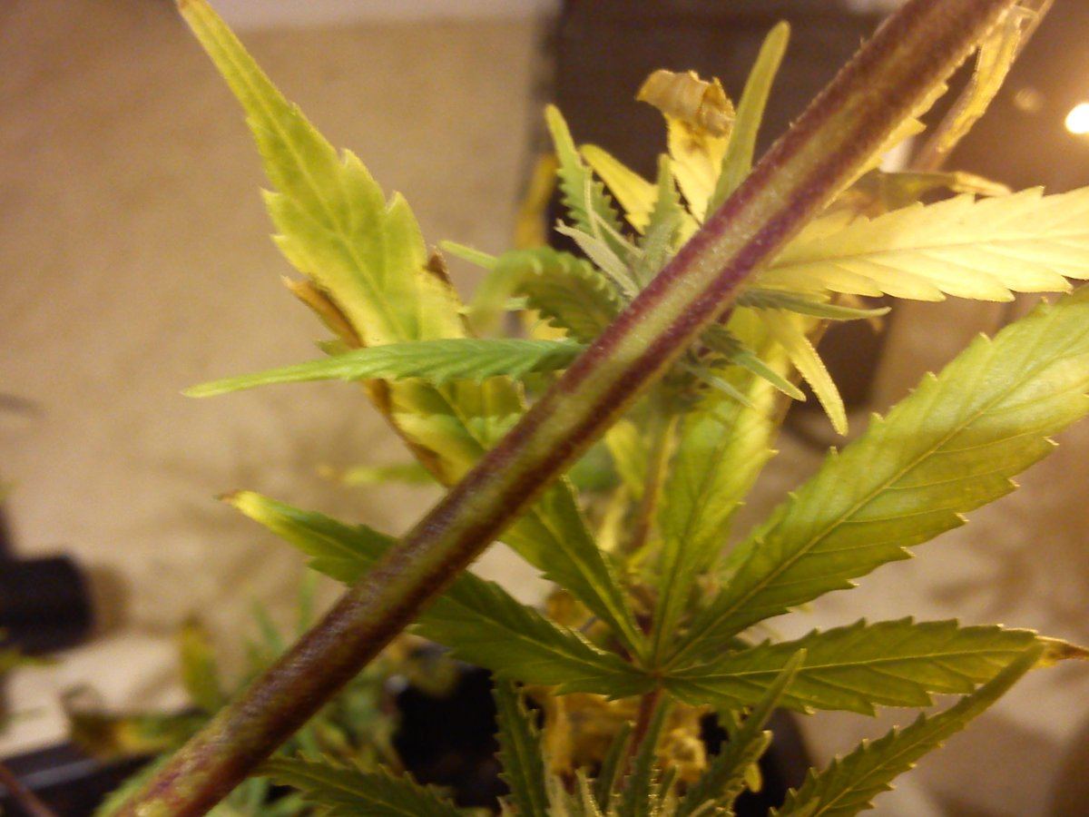 Nutrient deficiency picture heavy thread 2