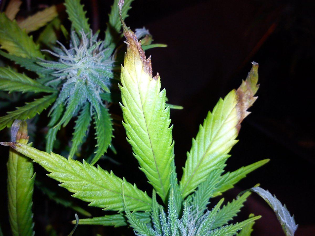 Nutrient deficiency picture heavy thread 3