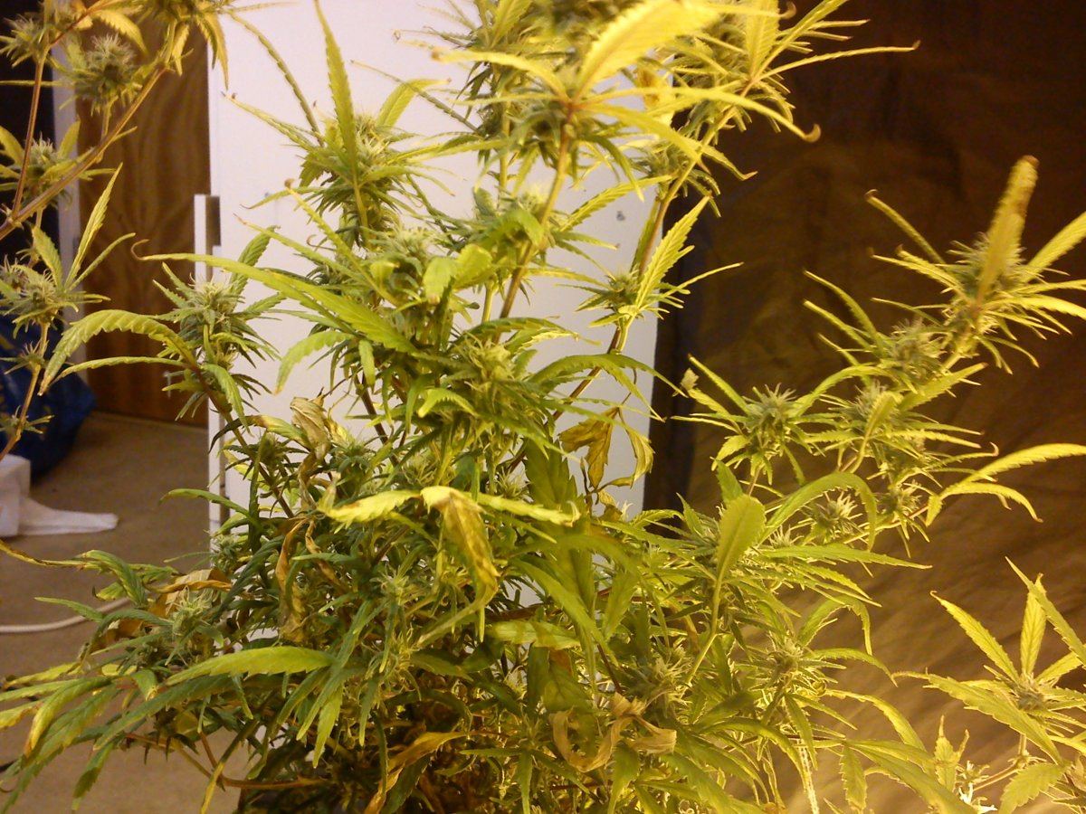 Nutrient deficiency picture heavy thread 4
