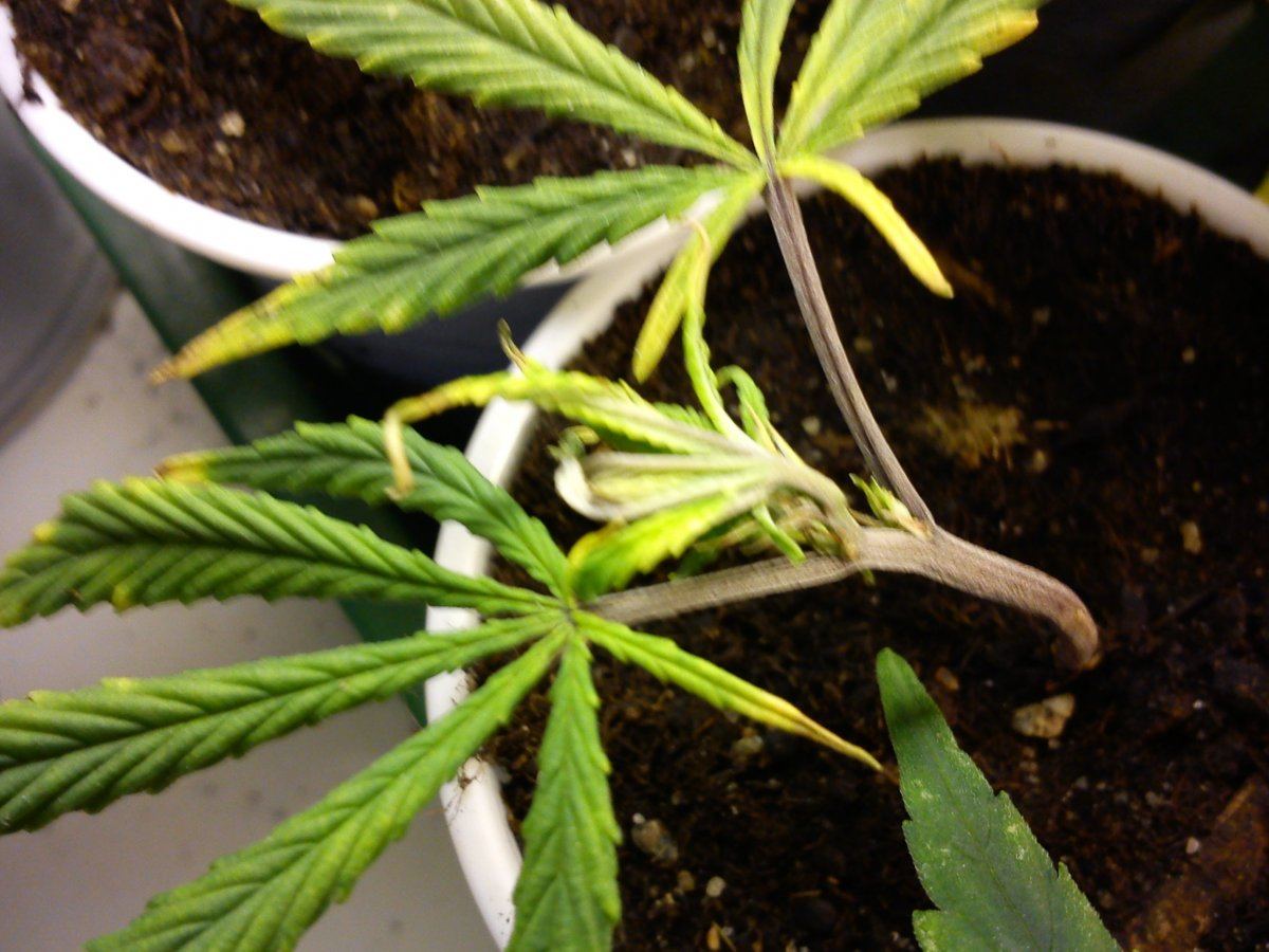 Nutrient deficiency picture heavy thread 5