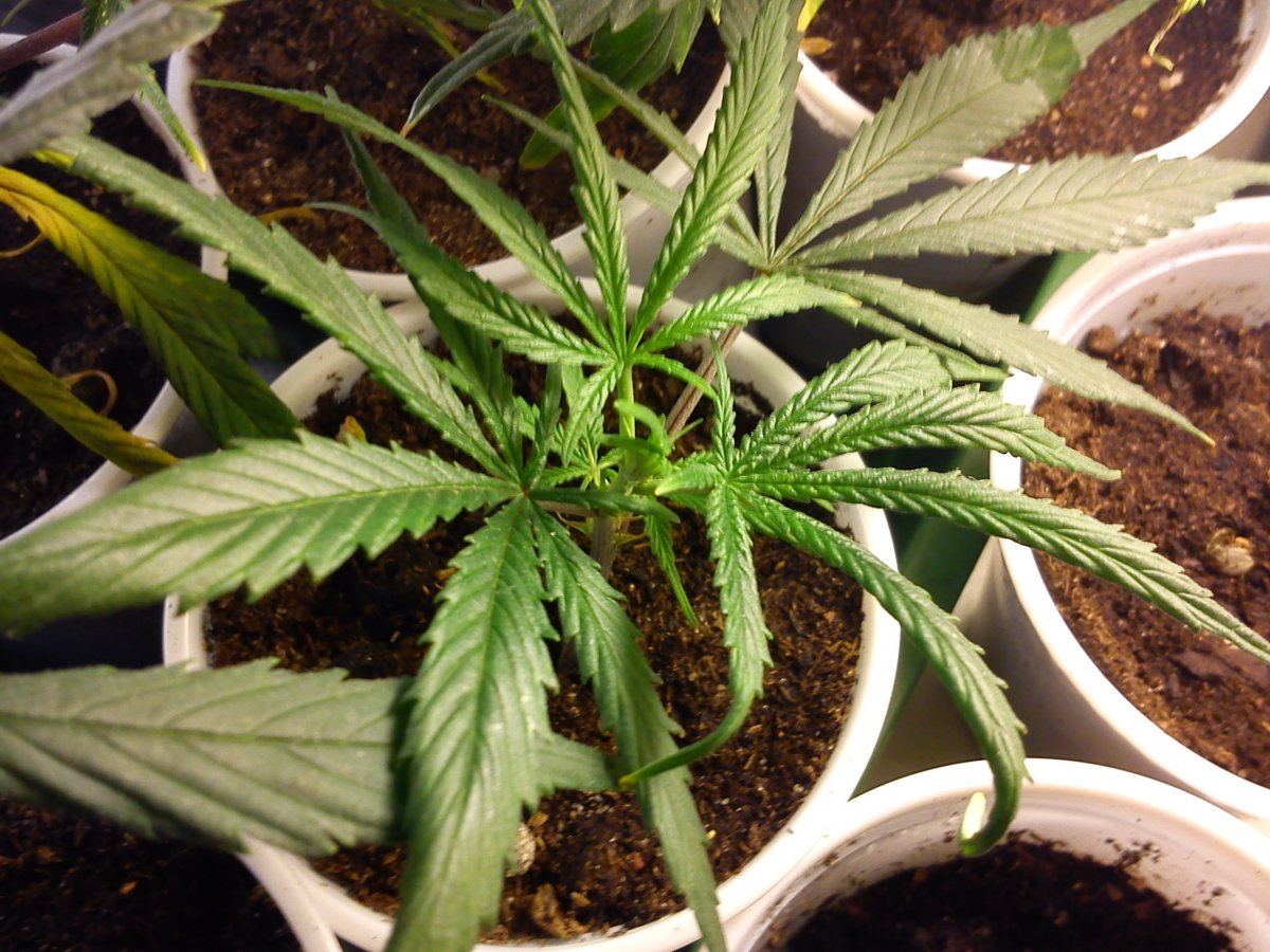 Nutrient deficiency picture heavy thread 6