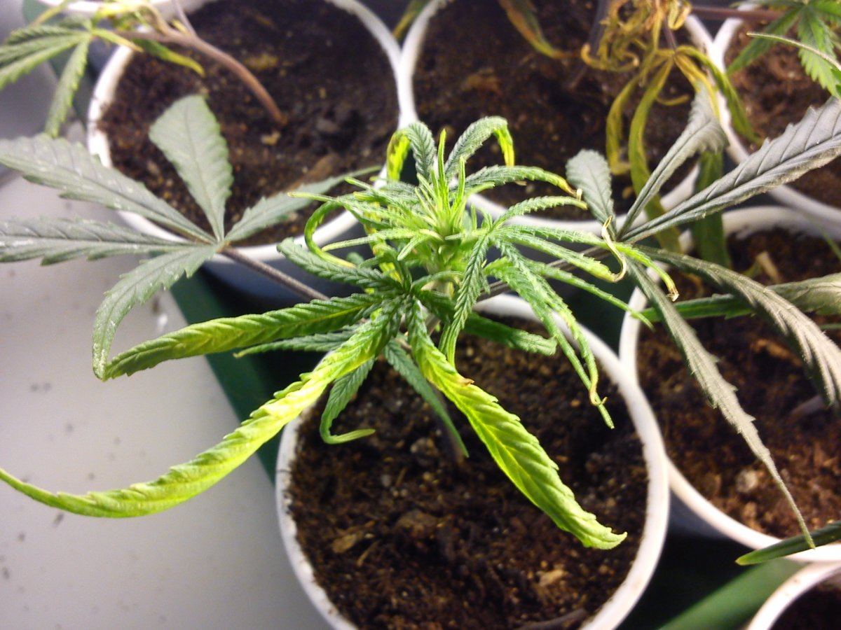 Nutrient deficiency picture heavy thread 7
