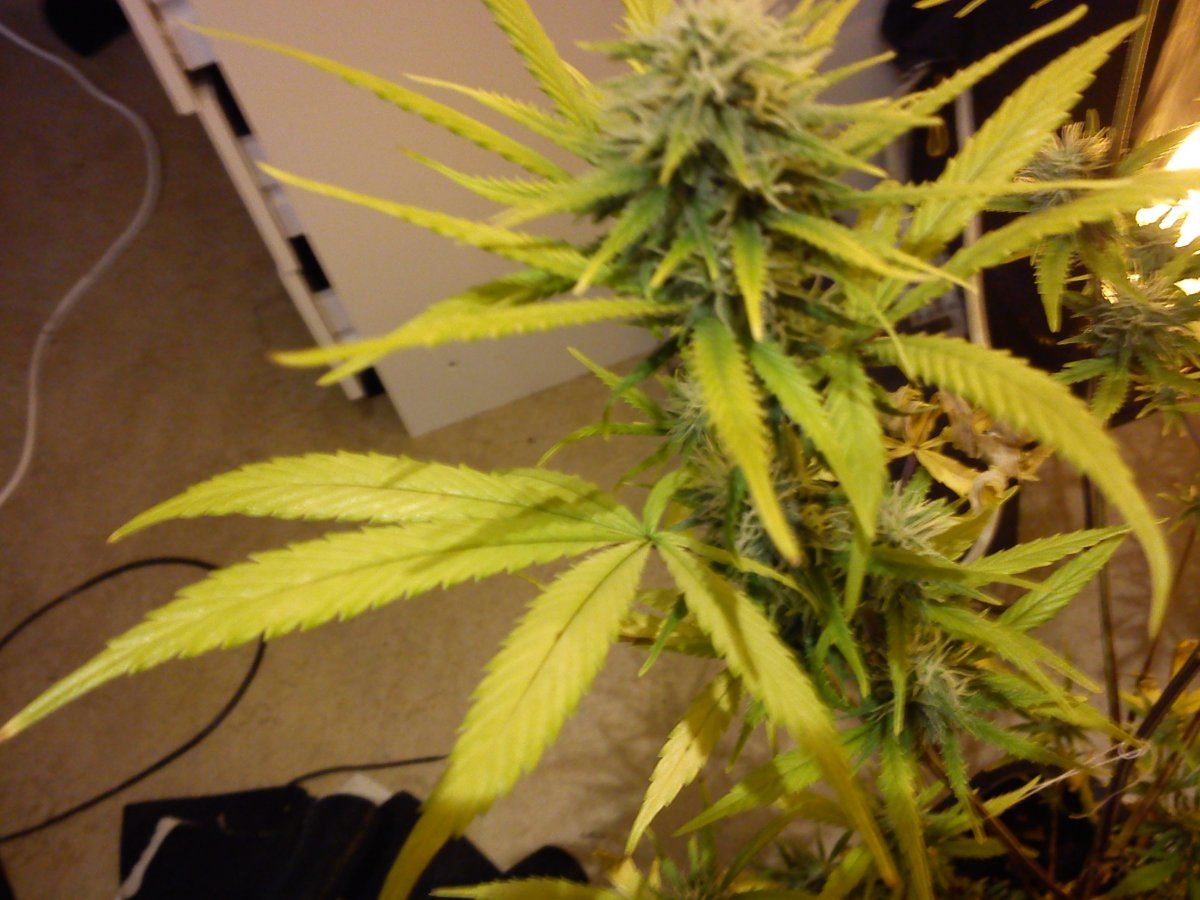 Nutrient deficiency picture heavy thread