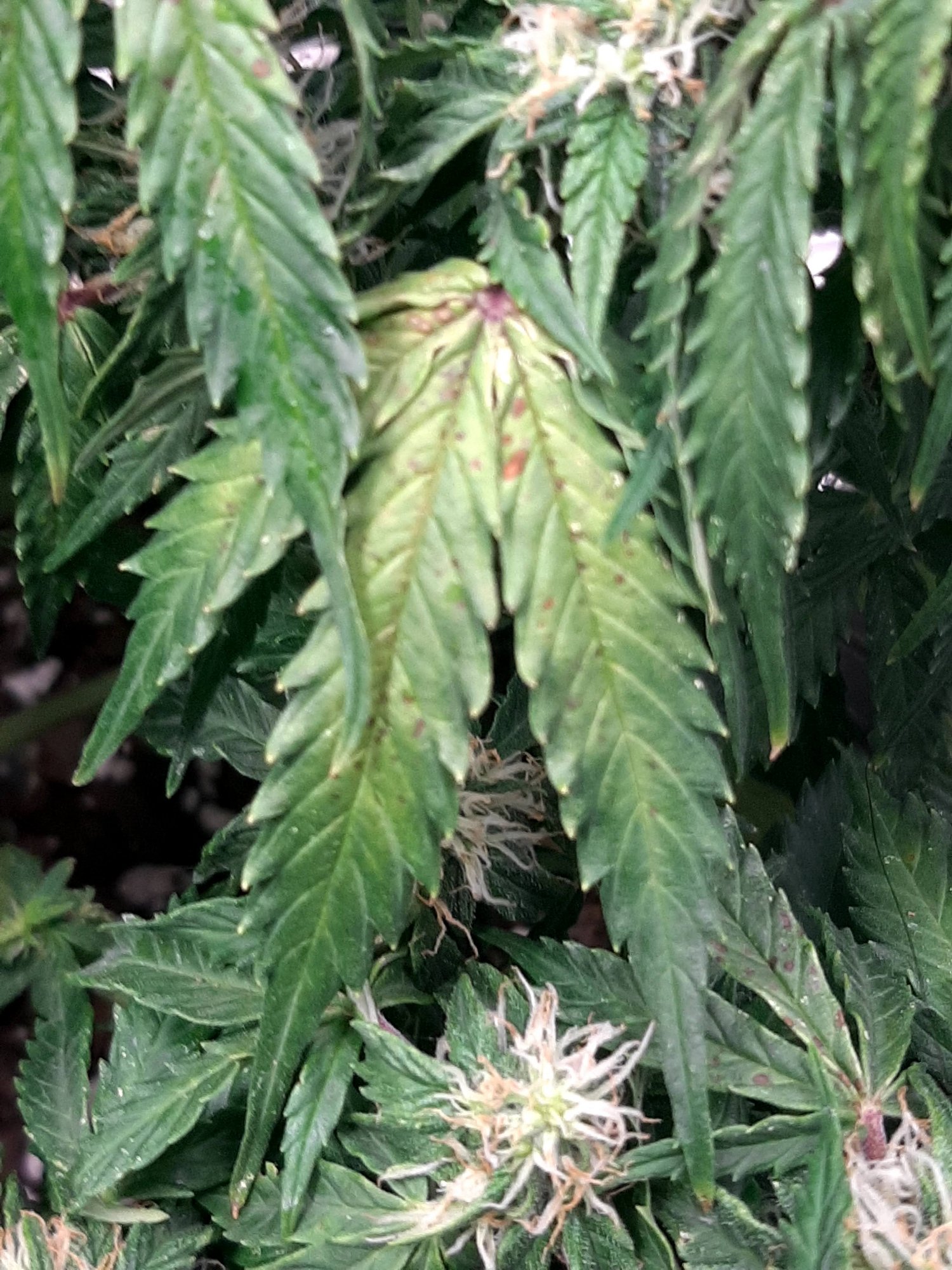 Nutrient deficiency  please help they are fading fast 13