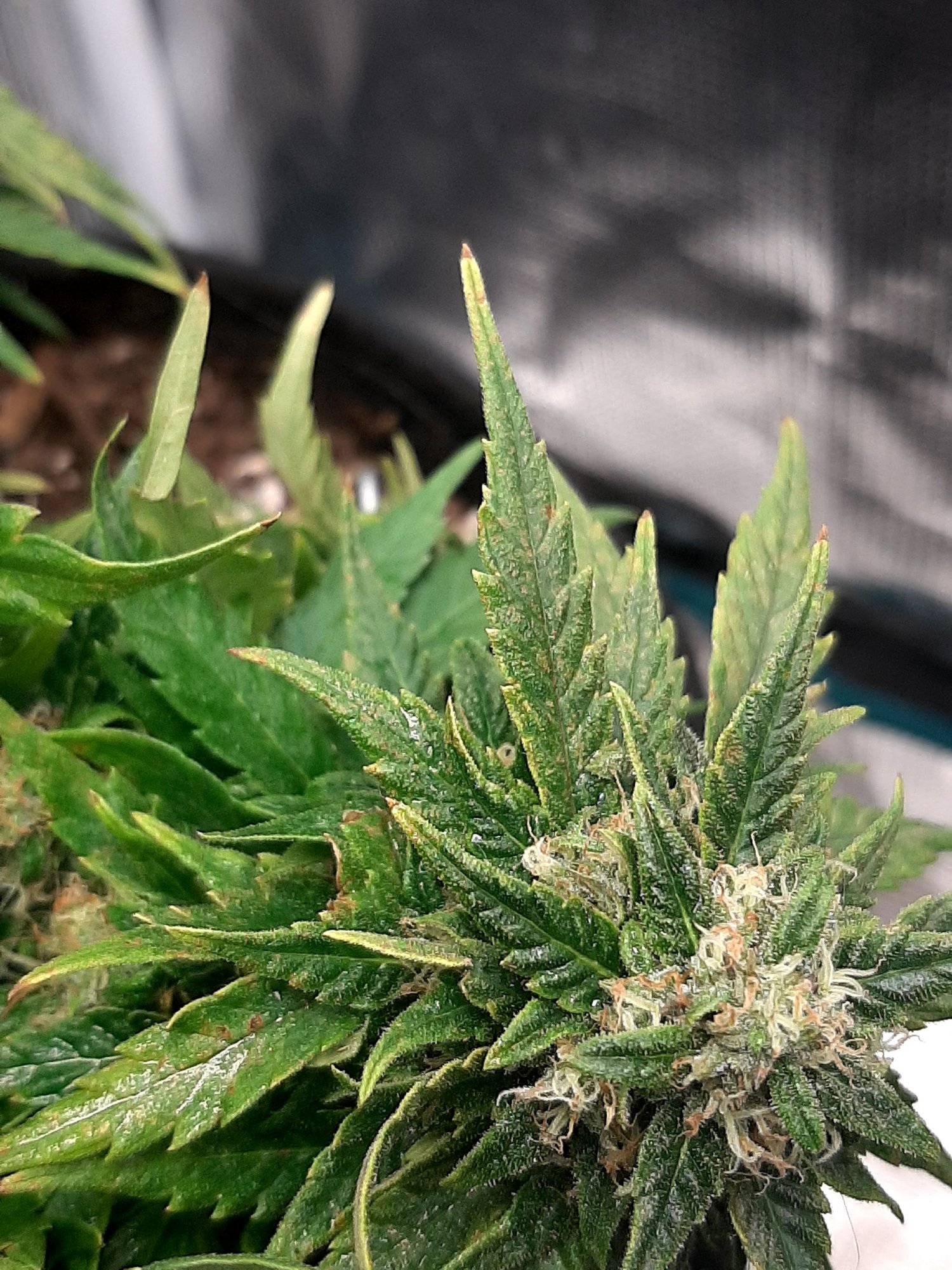 Nutrient deficiency  please help they are fading fast 14