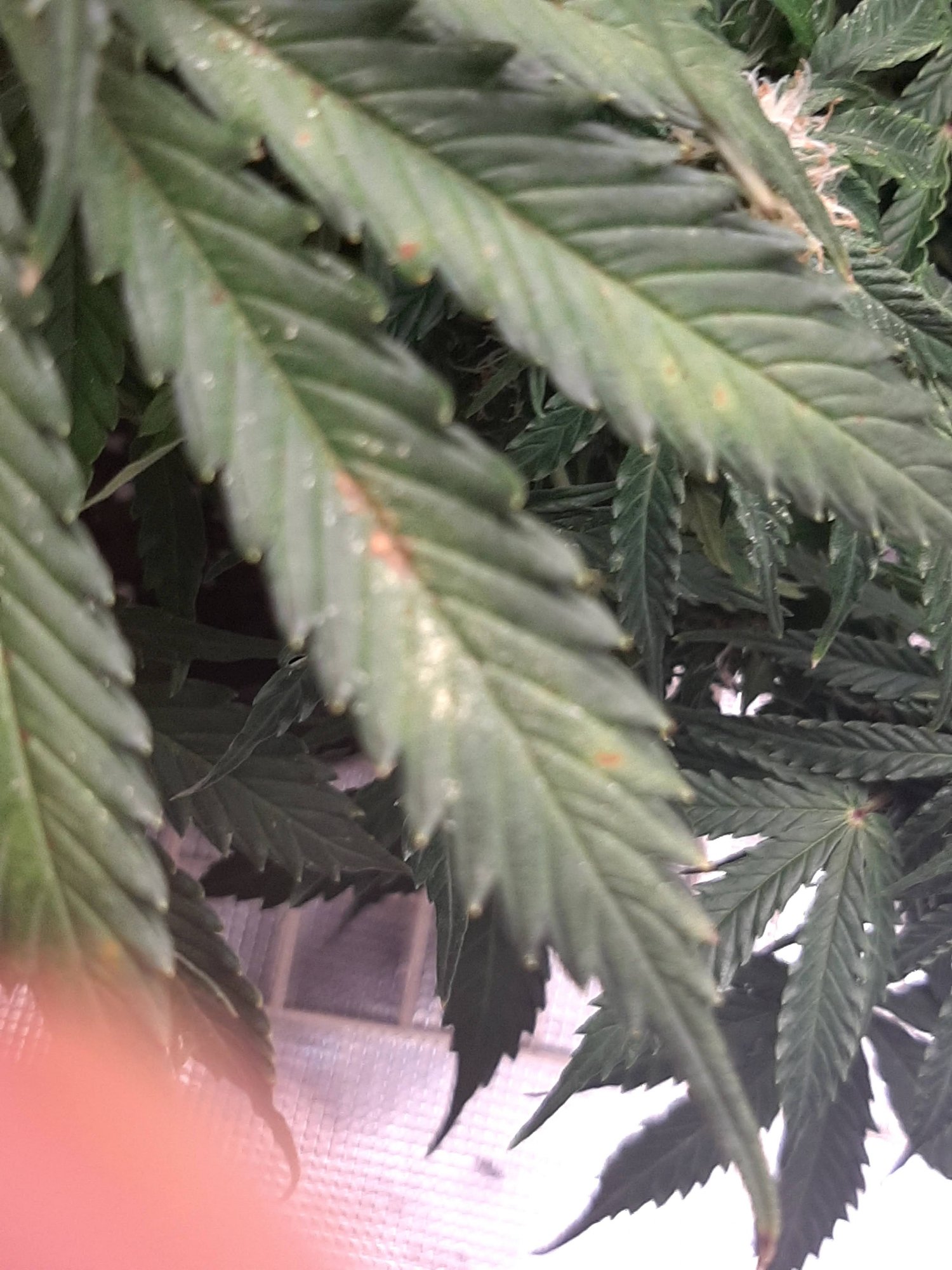 Nutrient deficiency  please help they are fading fast 18