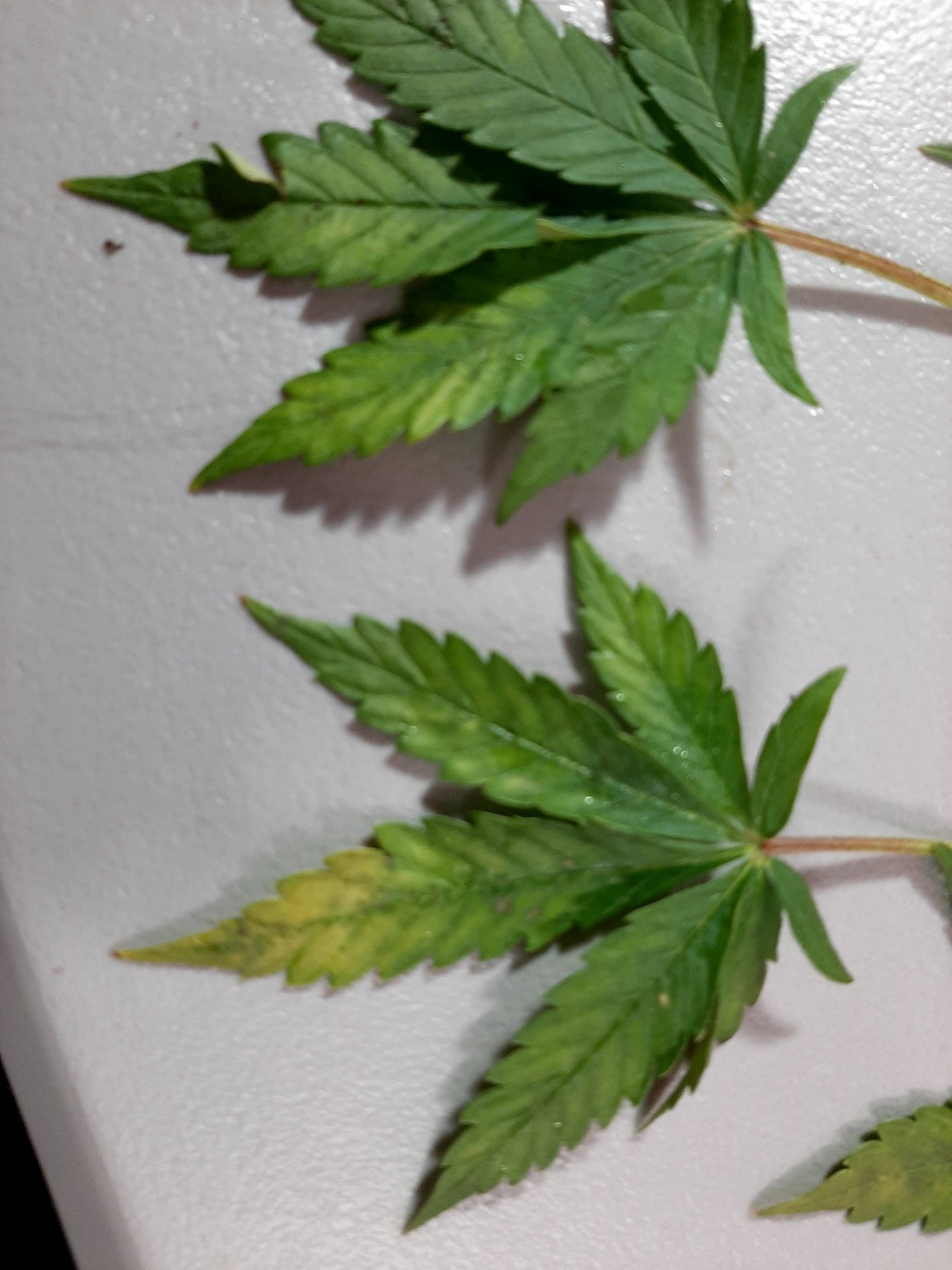 Nutrient deficiency  please help they are fading fast 4