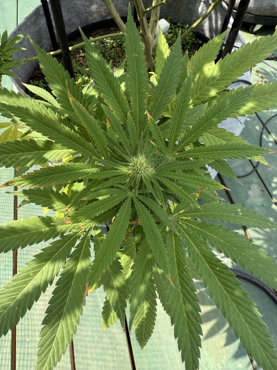 Nutrient issue or normal for week 4 3