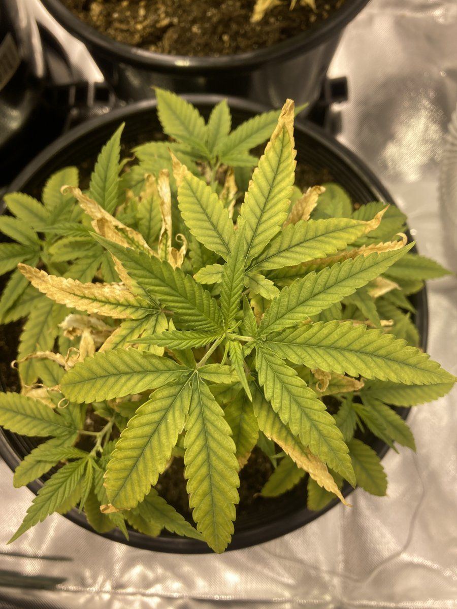 Nutrient issues help im at a loss 3