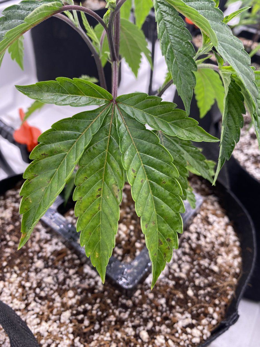 Nutrient lock out or environment issues 3