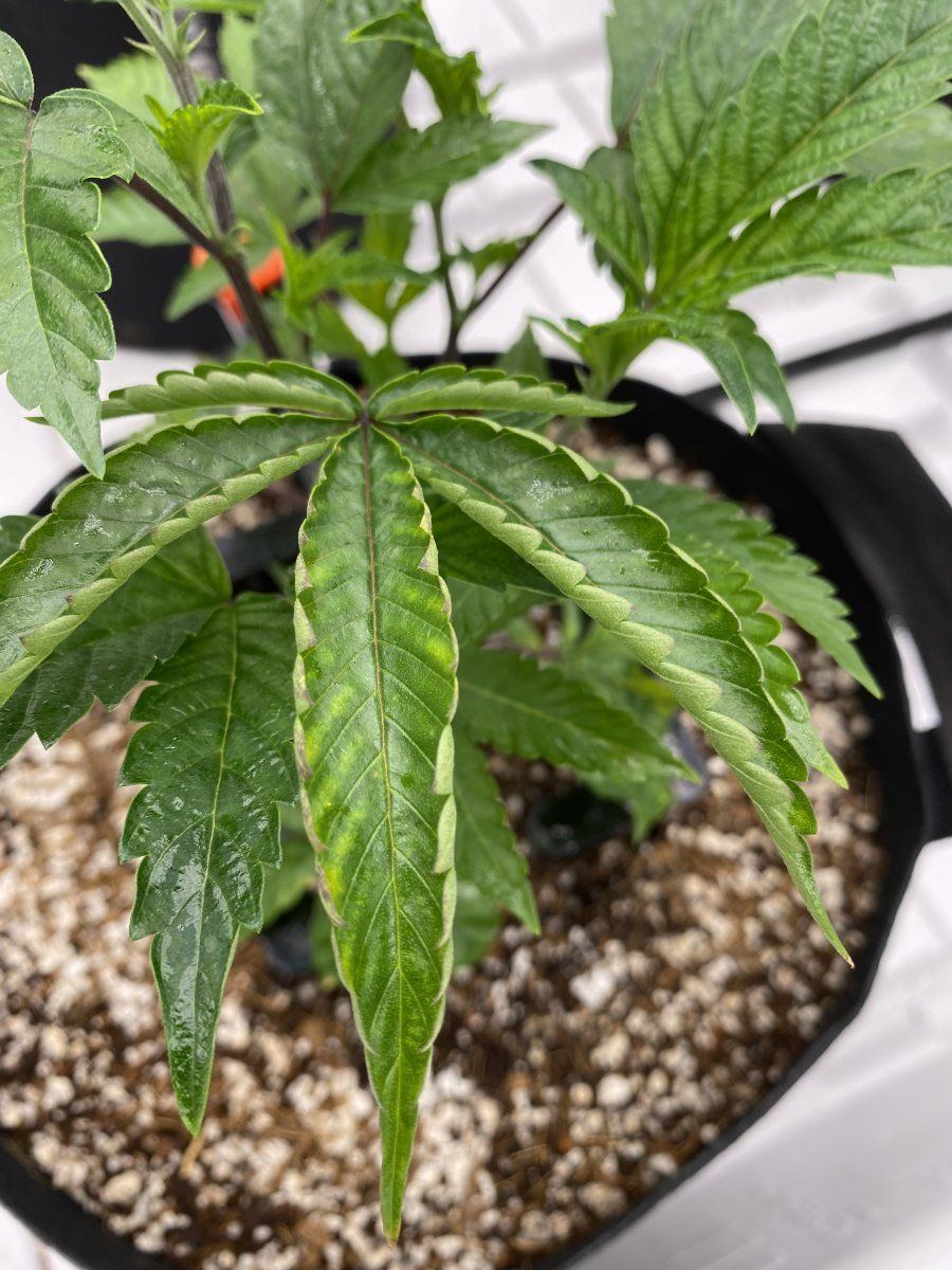 Nutrient lock out or environment issues 4