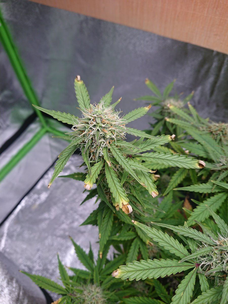 Nutrient lockout what do you think 2