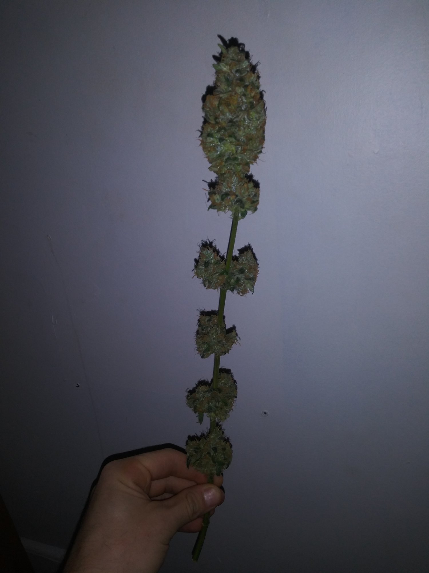 Nyc diesel auto grow 3