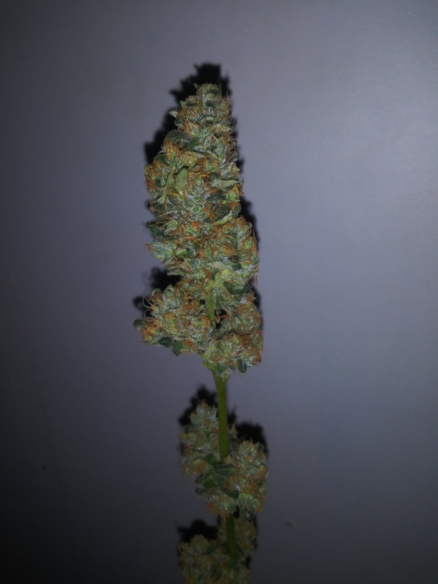 Nyc diesel auto grow 4