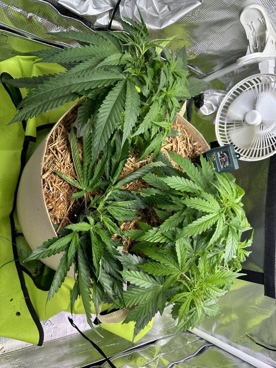 Nyc legal organic auto grow accidentally topped day 35 2
