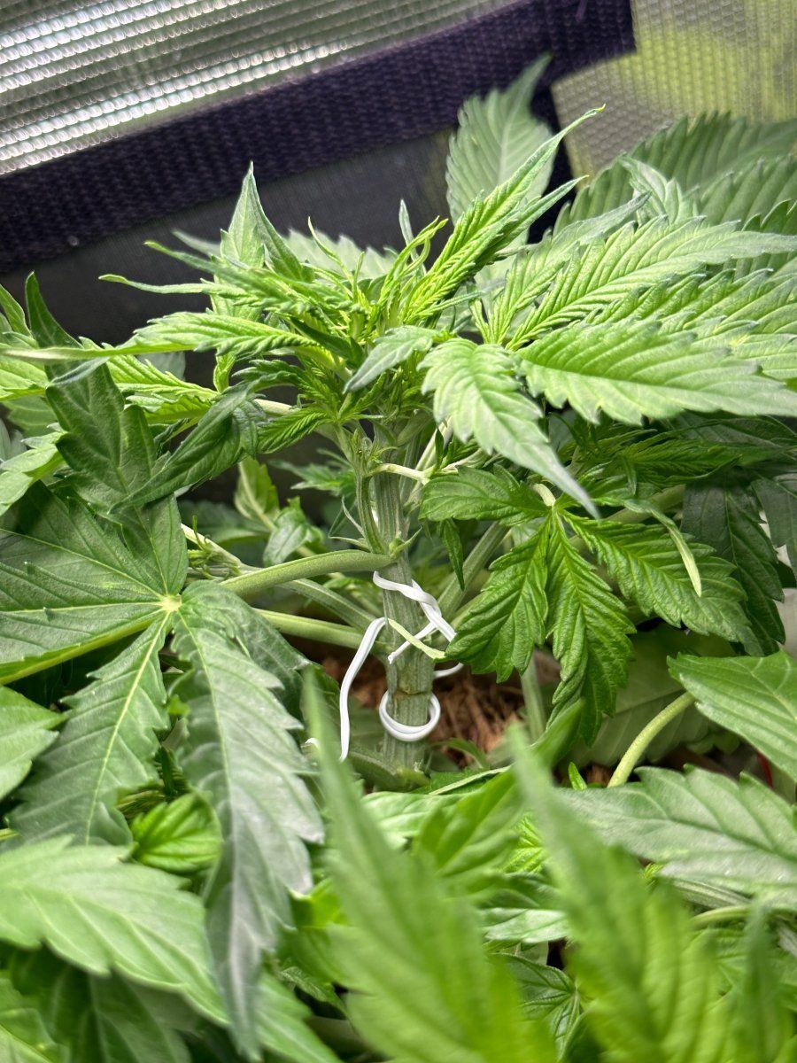 Nyc legal organic auto grow accidentally topped day 35