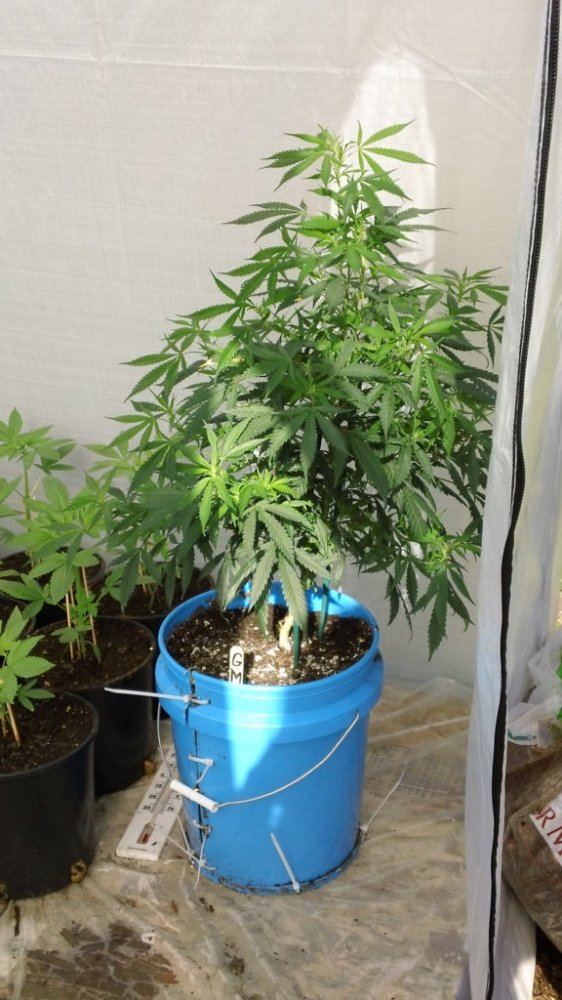 NYC PDiesel
