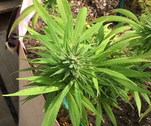 Nycbud