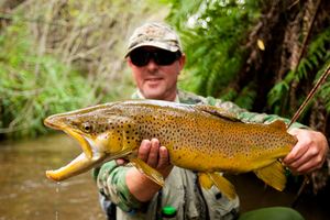 Nz brown