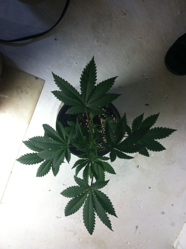 O og 4