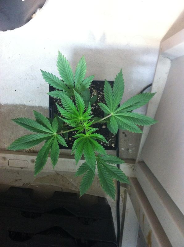 O og 5