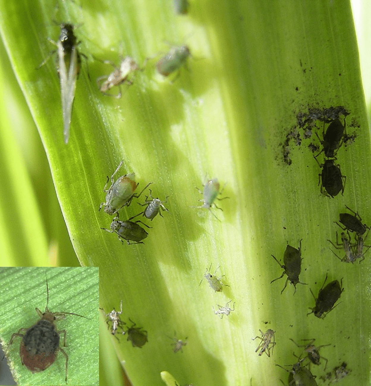 Oat aphids 1