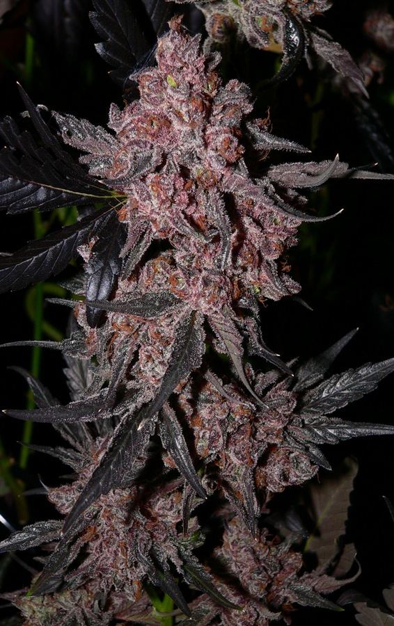 ObamaKush70days