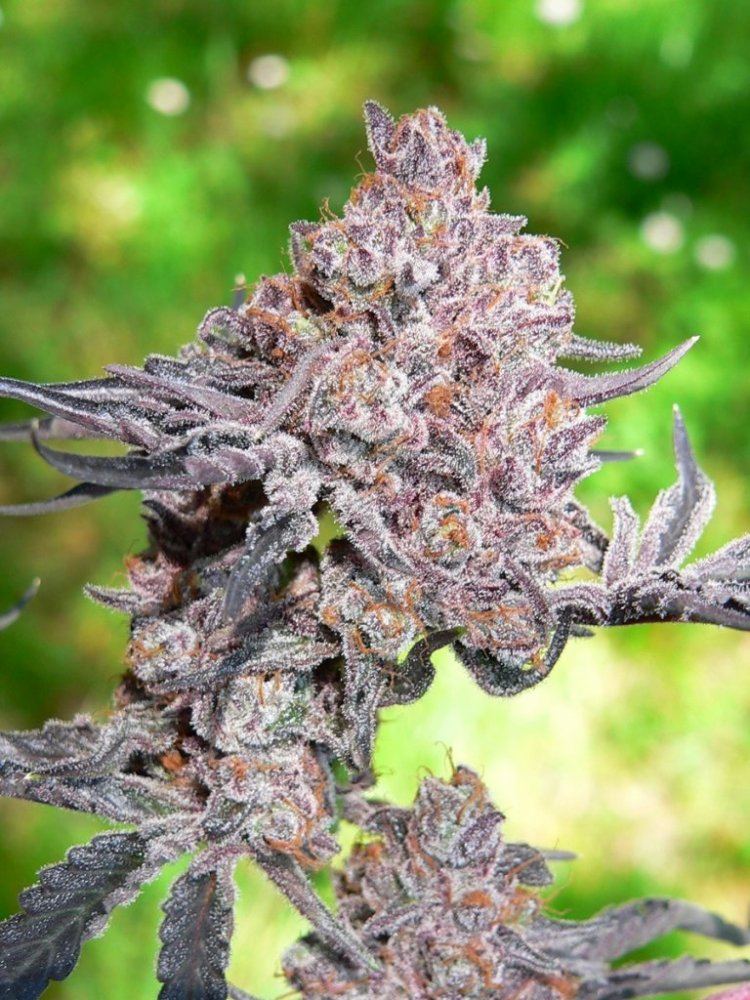 ObamaKush