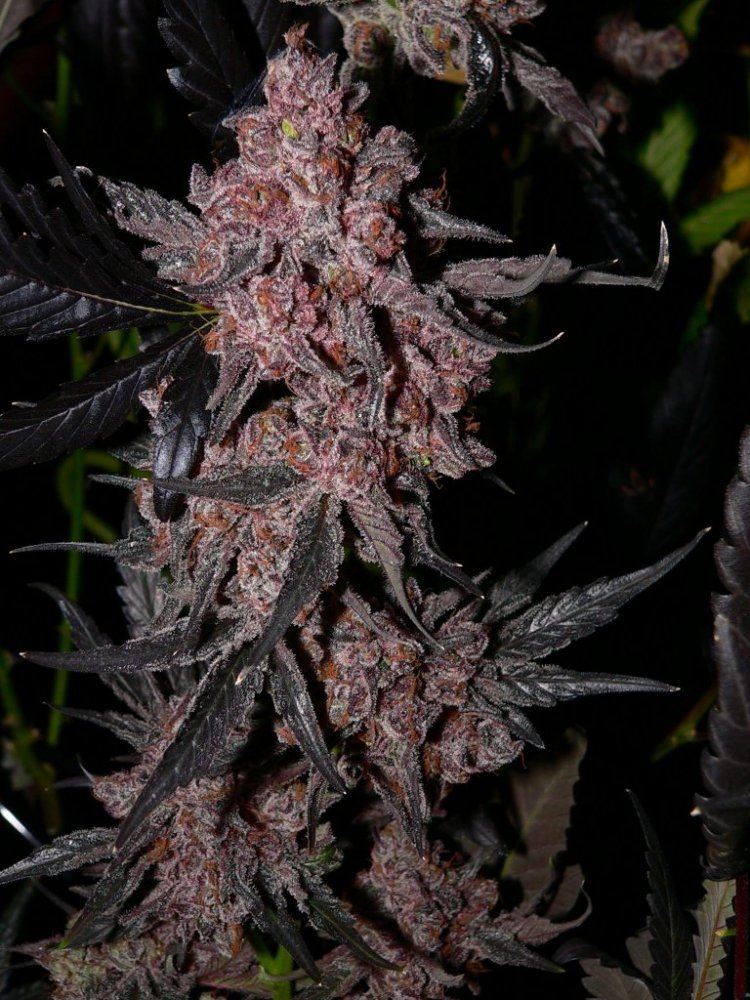ObamaKush1