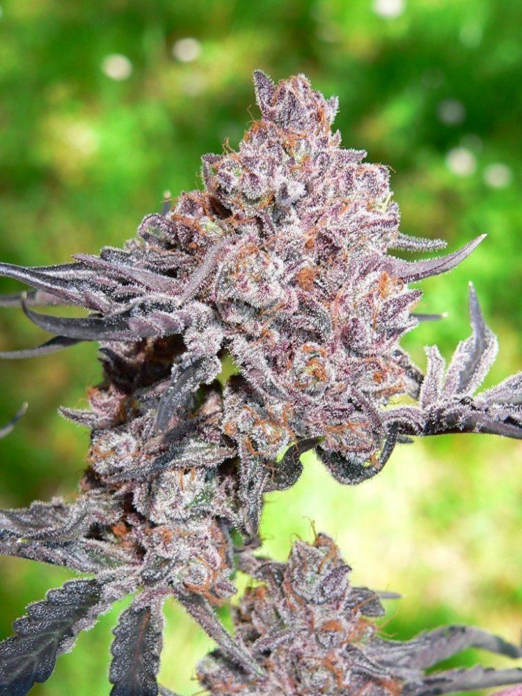 ObamaKush2