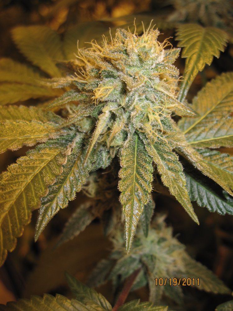 Oct19 2011 Bubba2 wk5