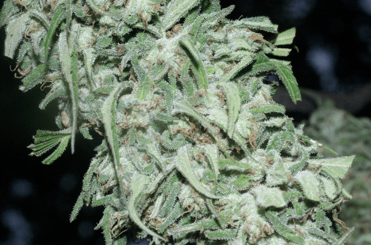 Od 4