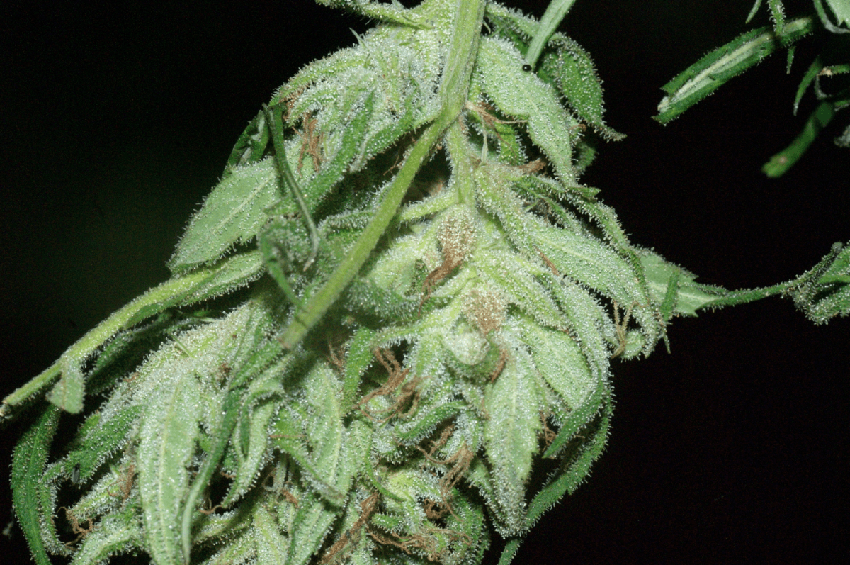 Od 5
