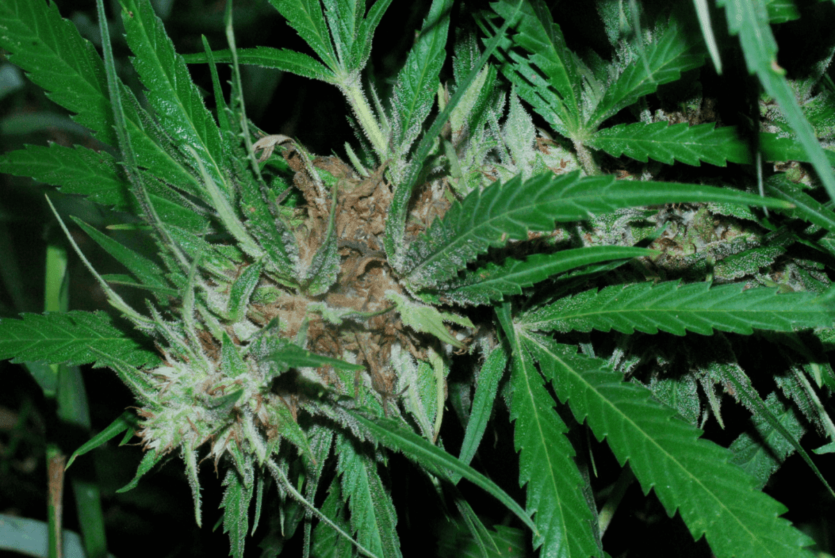 Od 9