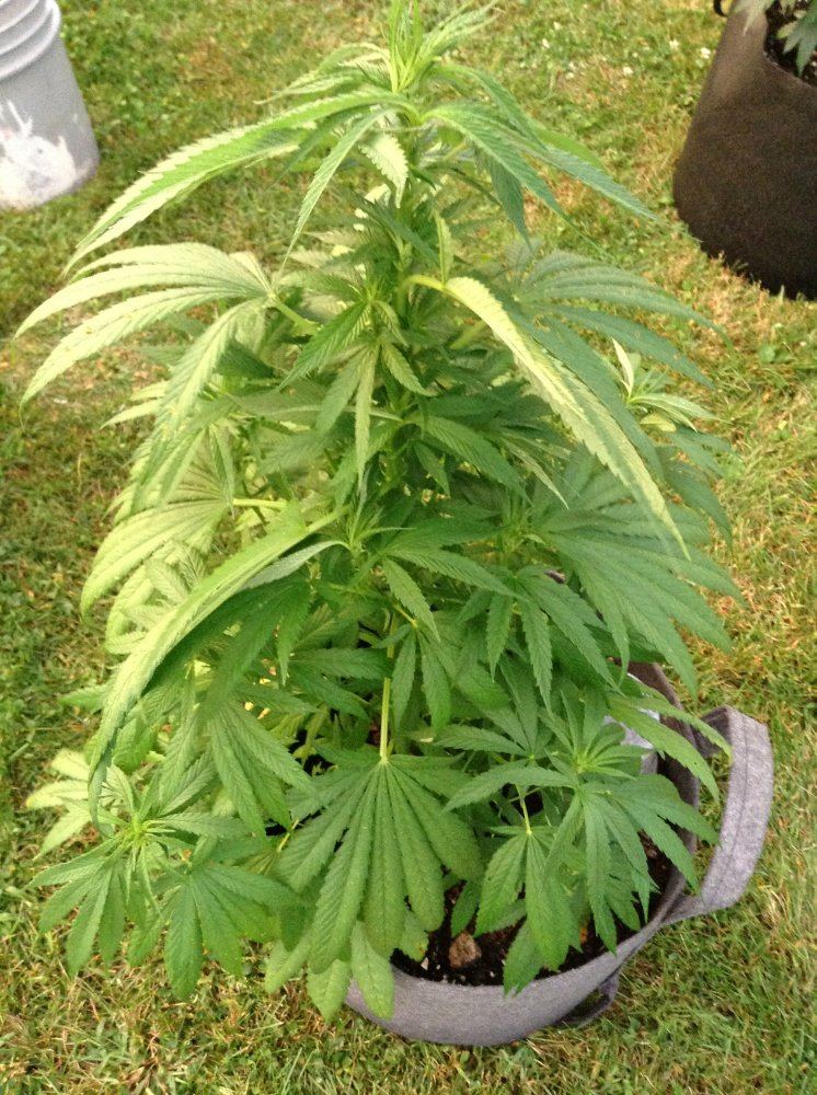 OD173qpipih 007