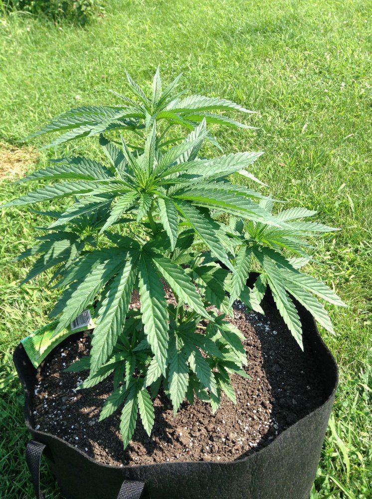 OD17aug 004