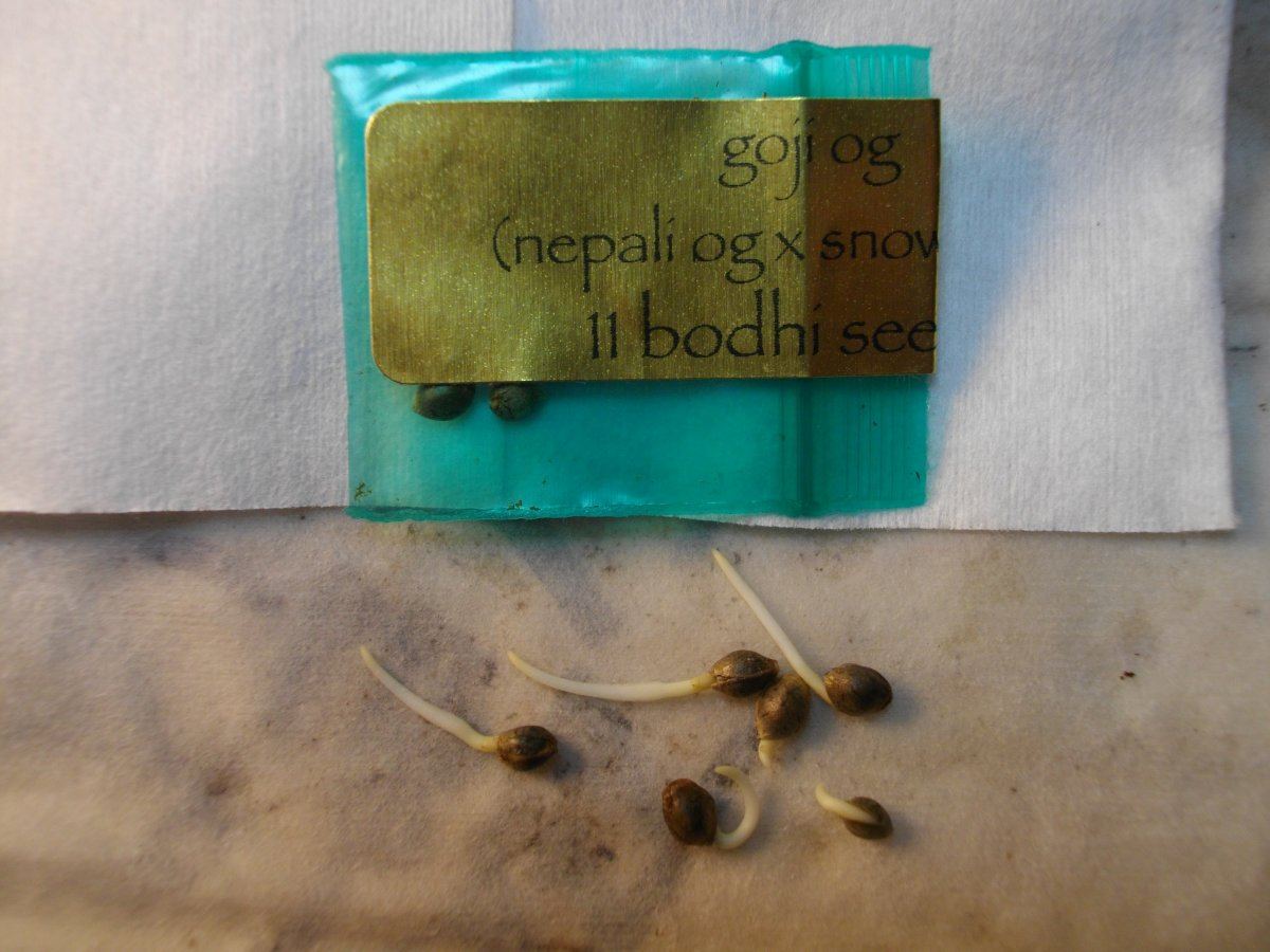 Odbodhipc 005