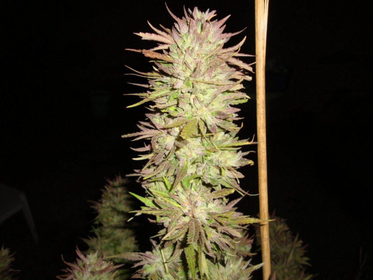 ODctha5defoliated2014