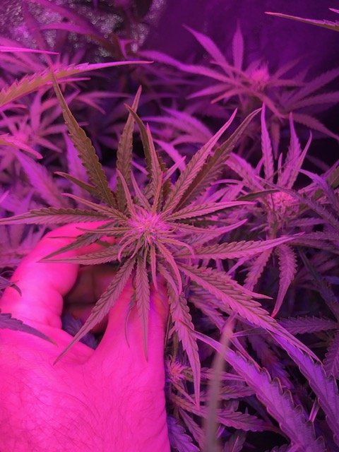 Odd color in leaves on plant 2