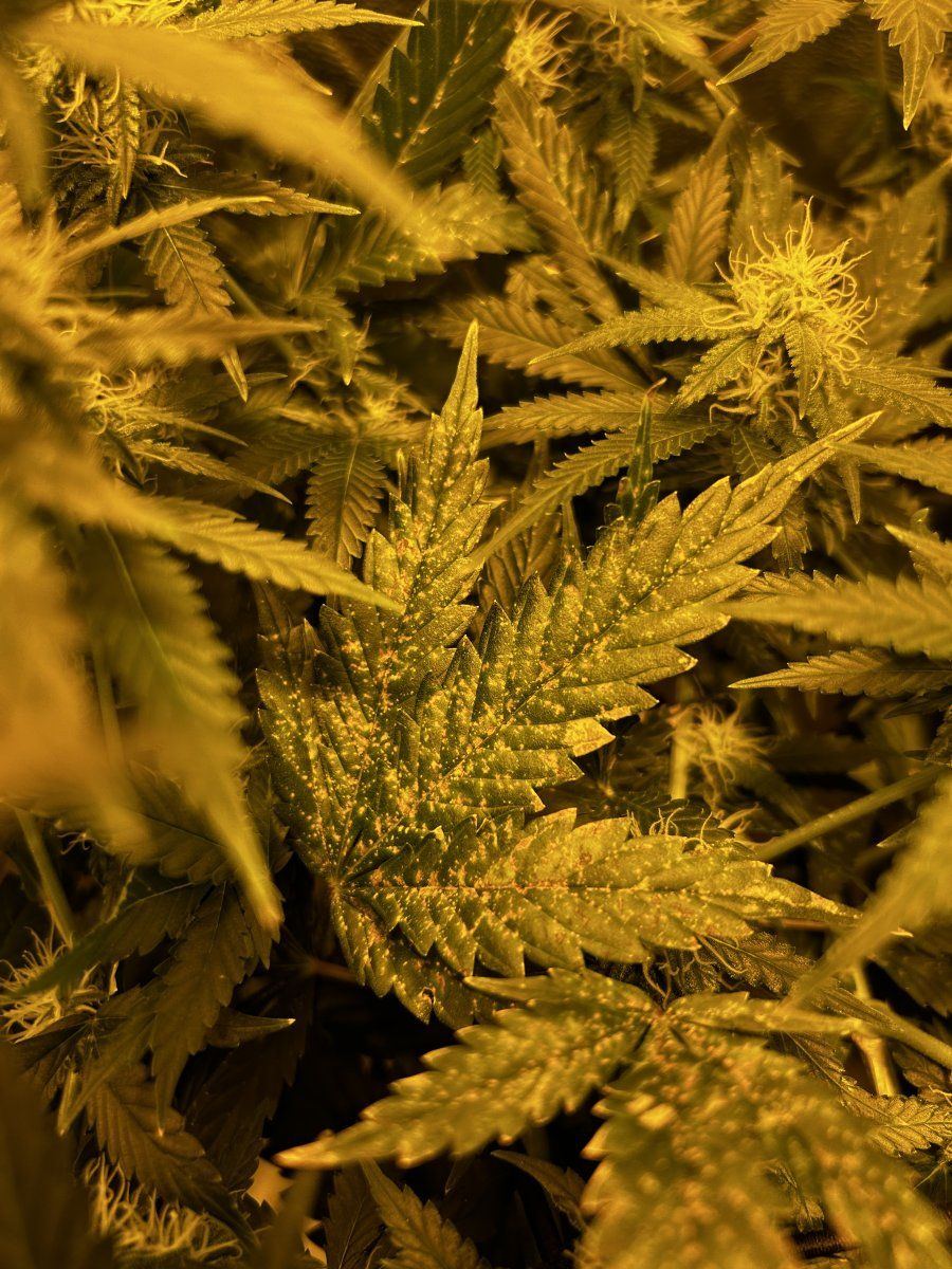 Odd rust colored spotting starts second week of flower 8